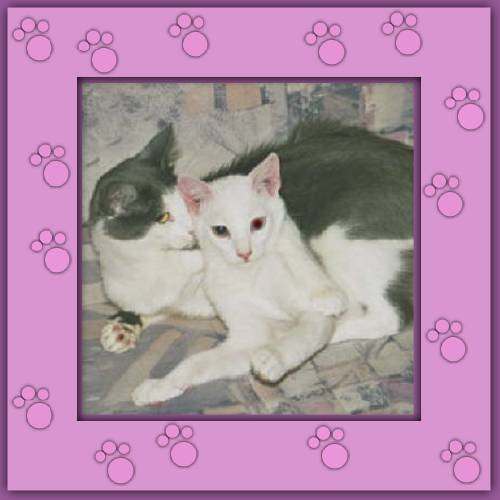 Amor & Milo
