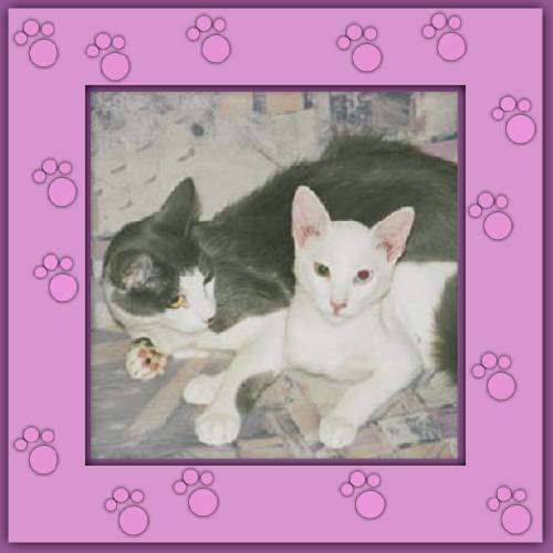 Amor & Milo