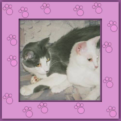 Amor & Milo