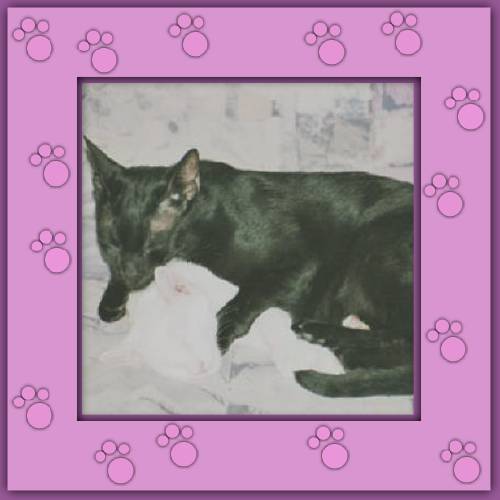Amor & Nicky