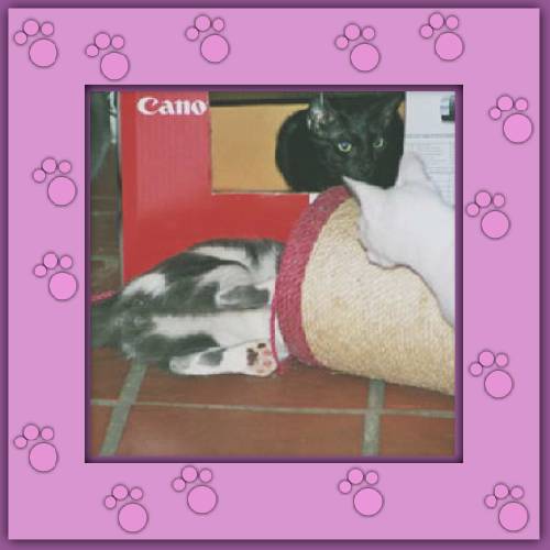 Amor, Nicky & Milo