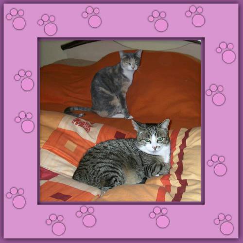 Amparo