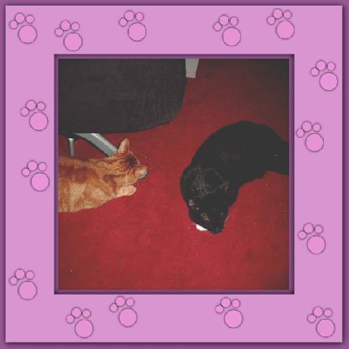 Black Snow & Pluto