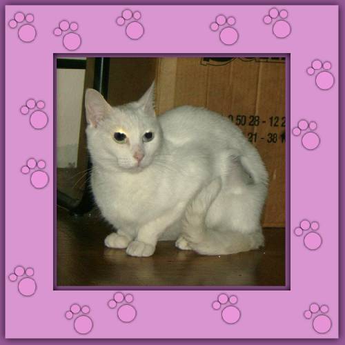 Blanca