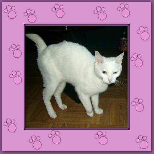 Blanca