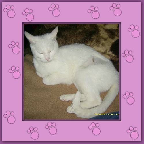 Blanca