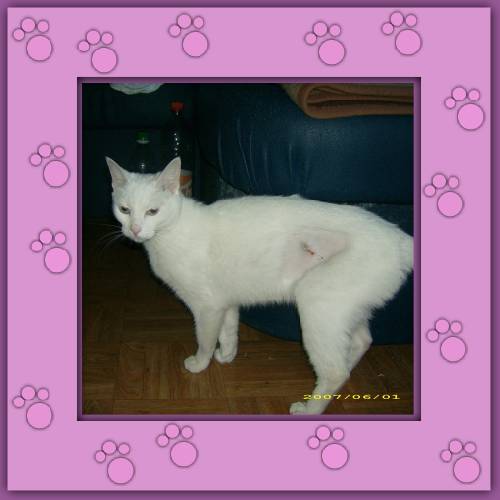 Blanca