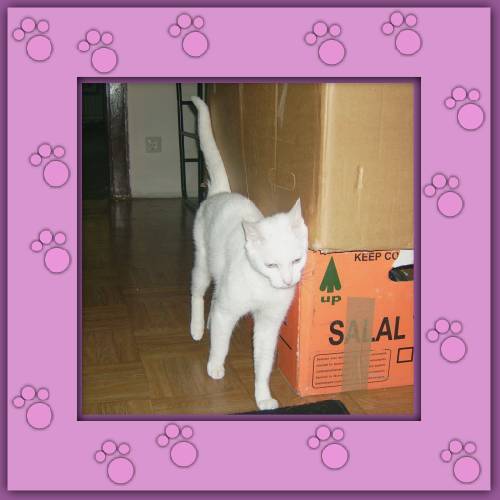 Blanca