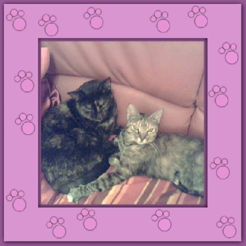 Brindle
