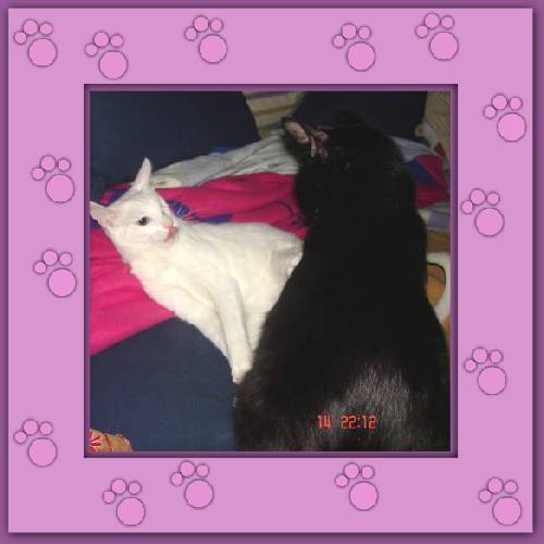 Bruja & Shiro