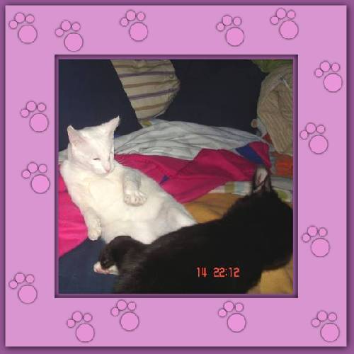Bruja & Shiro