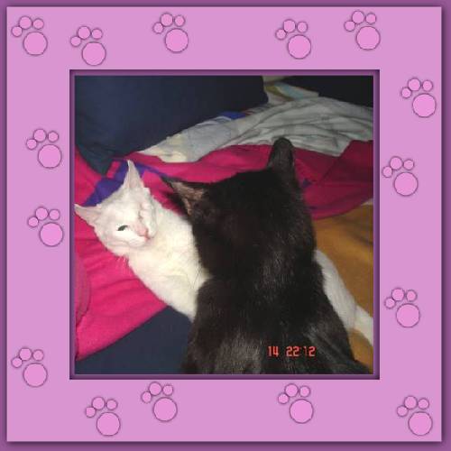Bruja & Shiro