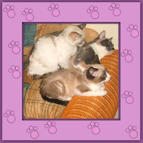 Burbujita, Lilly & Zorro