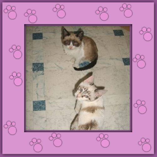 Zorro & Lilly