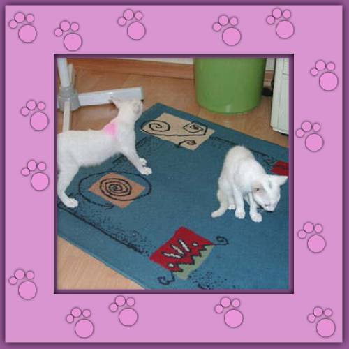 Calimero & Casimir