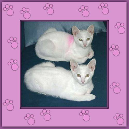 Calimero & Casimir