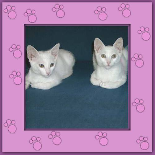 Calimero & Casimir