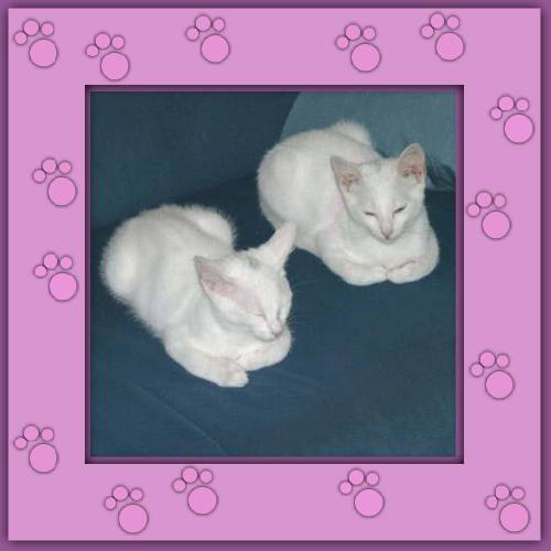 Calimero & Casimir