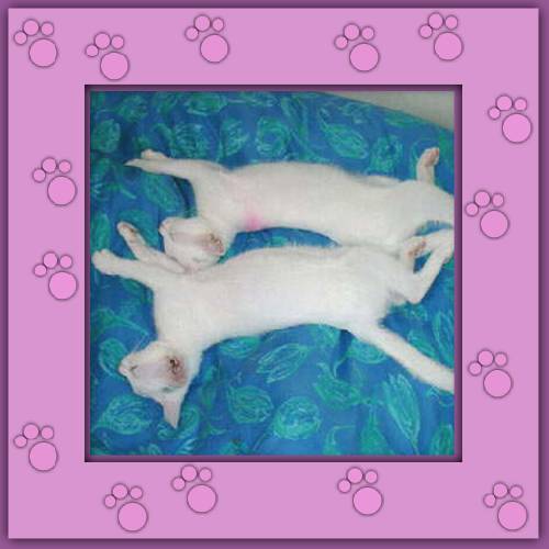 Calimero & Casimir
