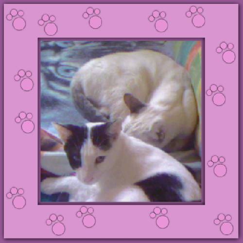 Carmen & Gast Momo
