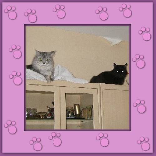 Chico & Bonito