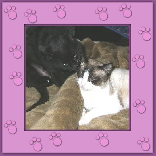 Chico & Bonito