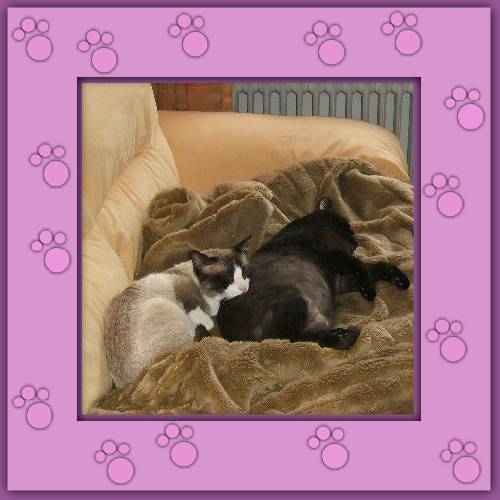 Chico & Bonito