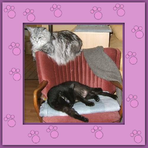 Chico & Bonito