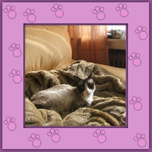 Chico & Bonito