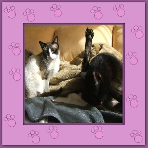 Chico & Bonito
