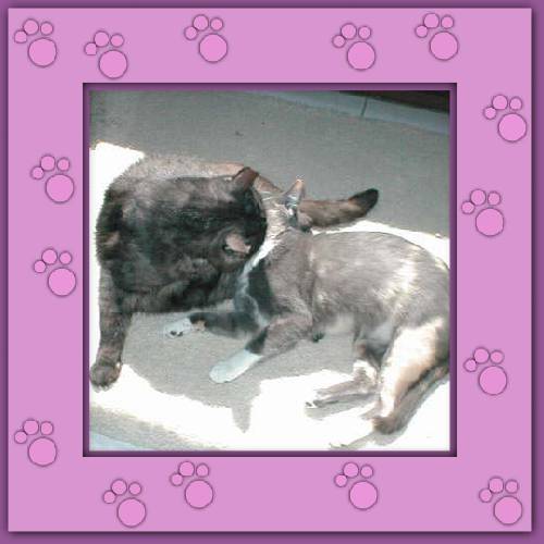 Cleo & Gordi