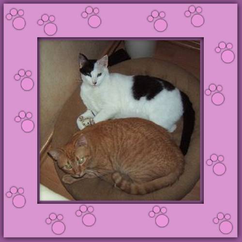 Coco & Damo