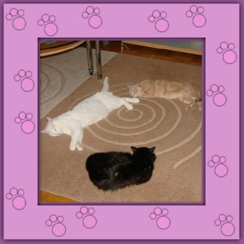 Copo, Amba & Loco