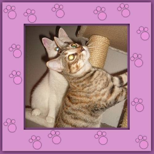Cosma