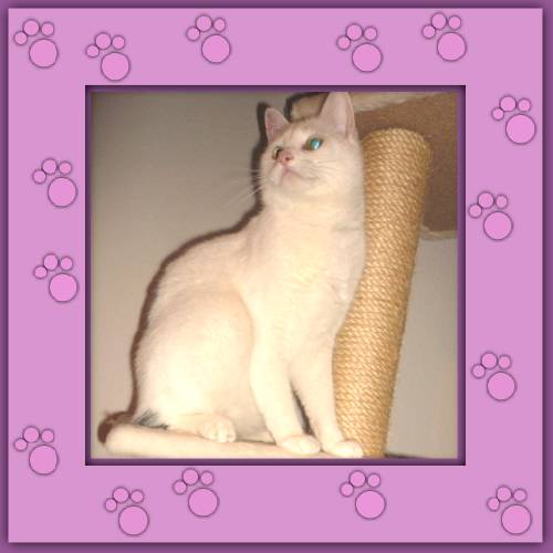 Cosma
