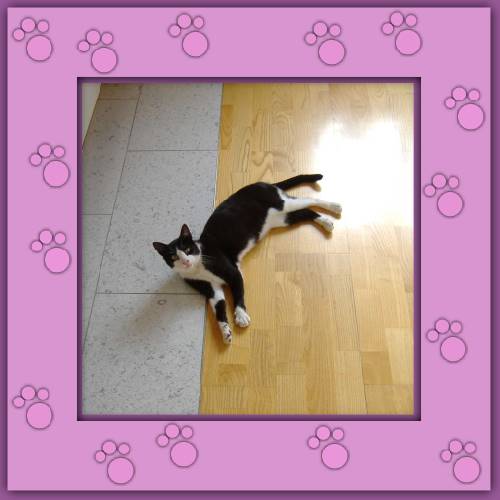 Curro