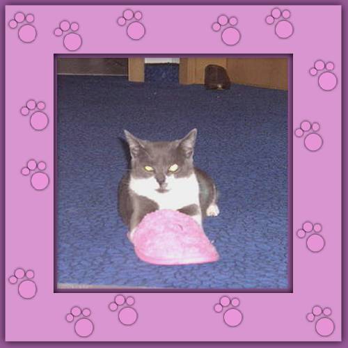 Diva