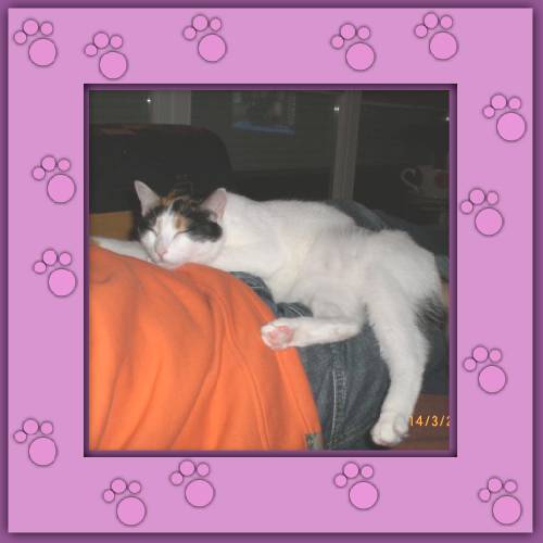 Feline