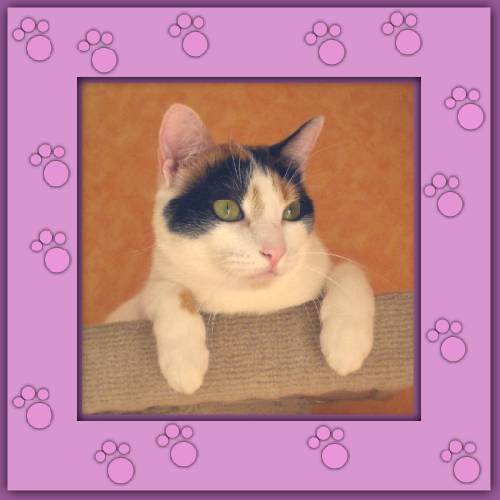 Feline