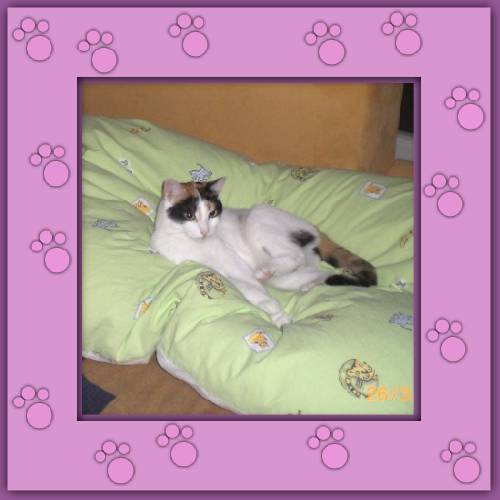 Feline