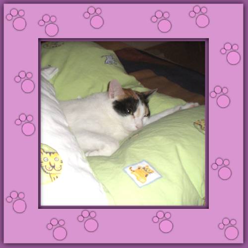 Feline
