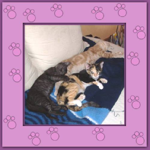 Felix, Sternchen & Max