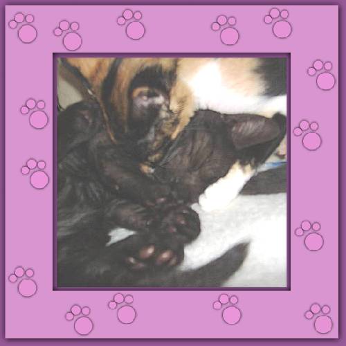 Sternchen & Max