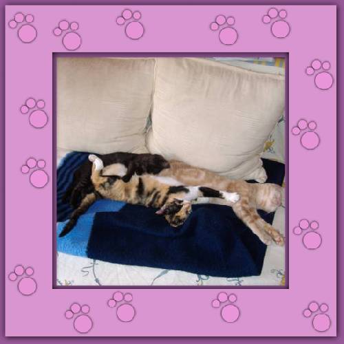 Felix, Sternchen & Max