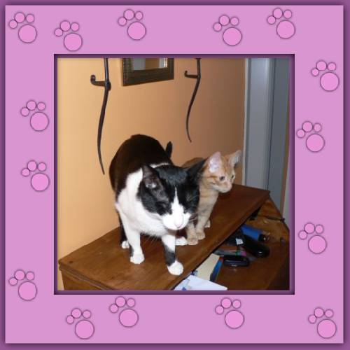 Ferdinand & Sammy