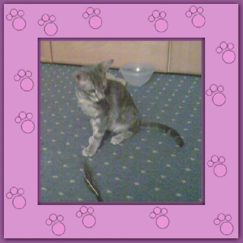 Filou