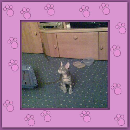 Filou