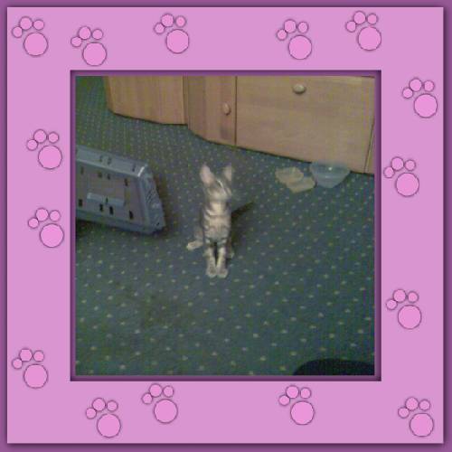 Filou