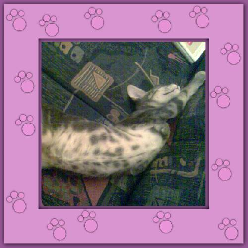 Filou