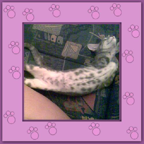 Filou